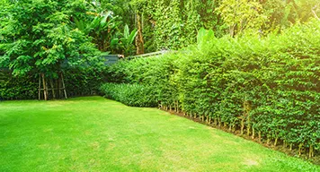 tree-trimming-and-pruning.php