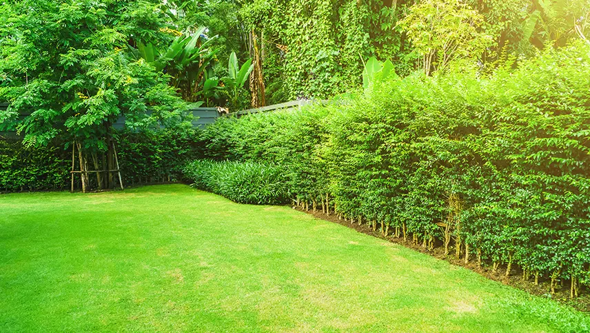 tree-trimming-and-pruning